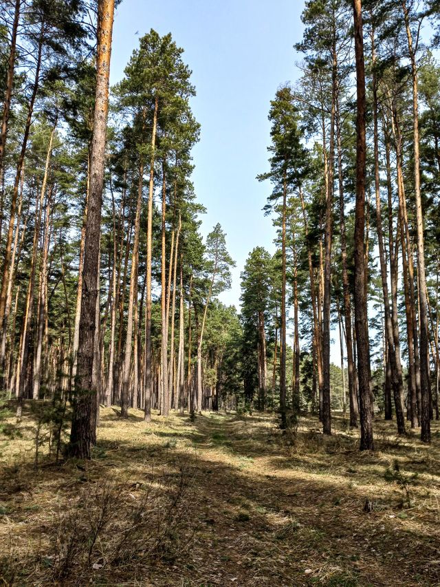 magic forest