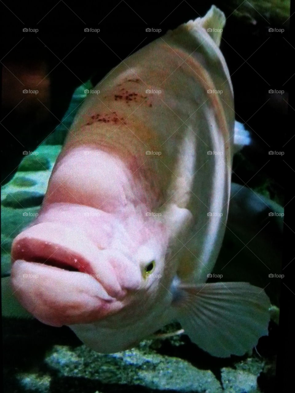 Crazy looking fish