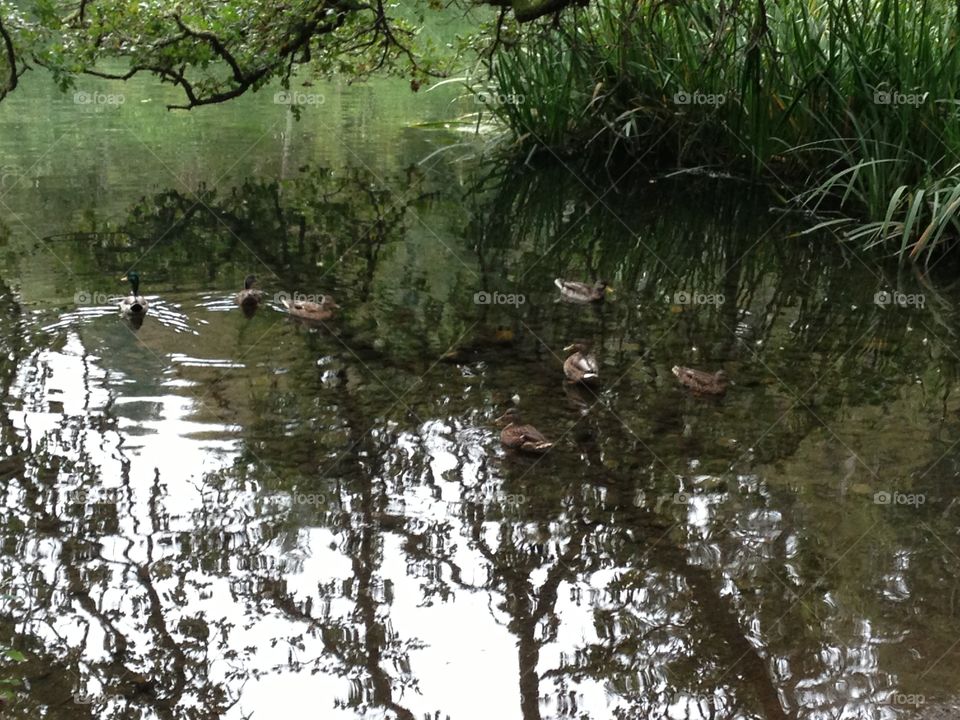 Decoursey Ducks. Ducks at Decoursey Park