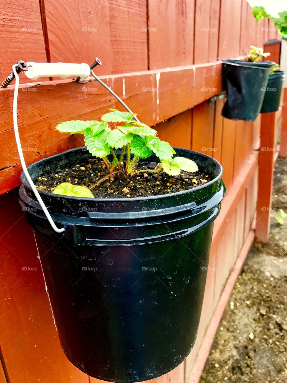 Buckets on fence