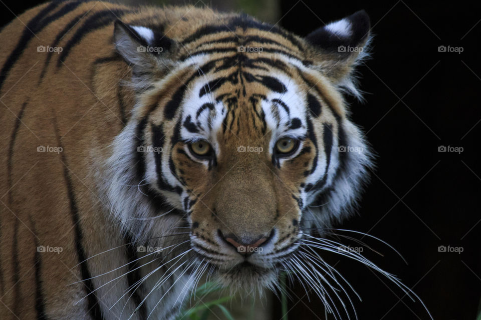 Portrait of Tiger , symmetry 