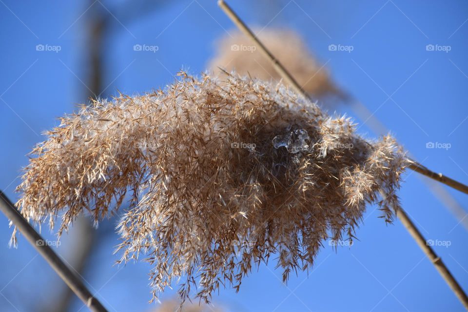 A plant blows in the winter wind