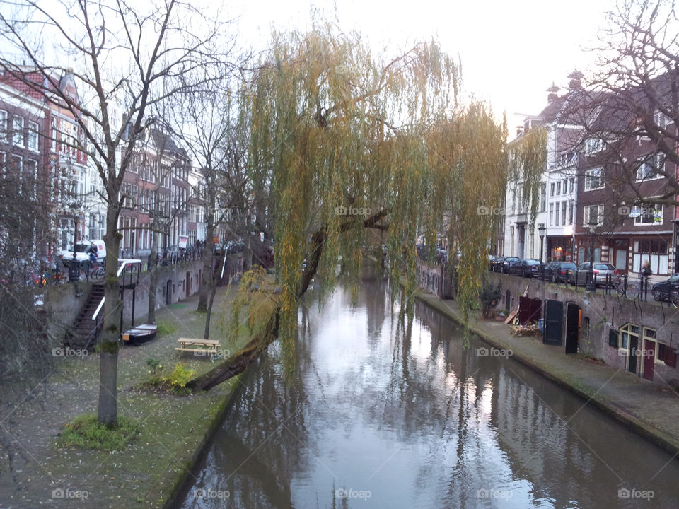 tree autumn brown amsterdam by djmfotos