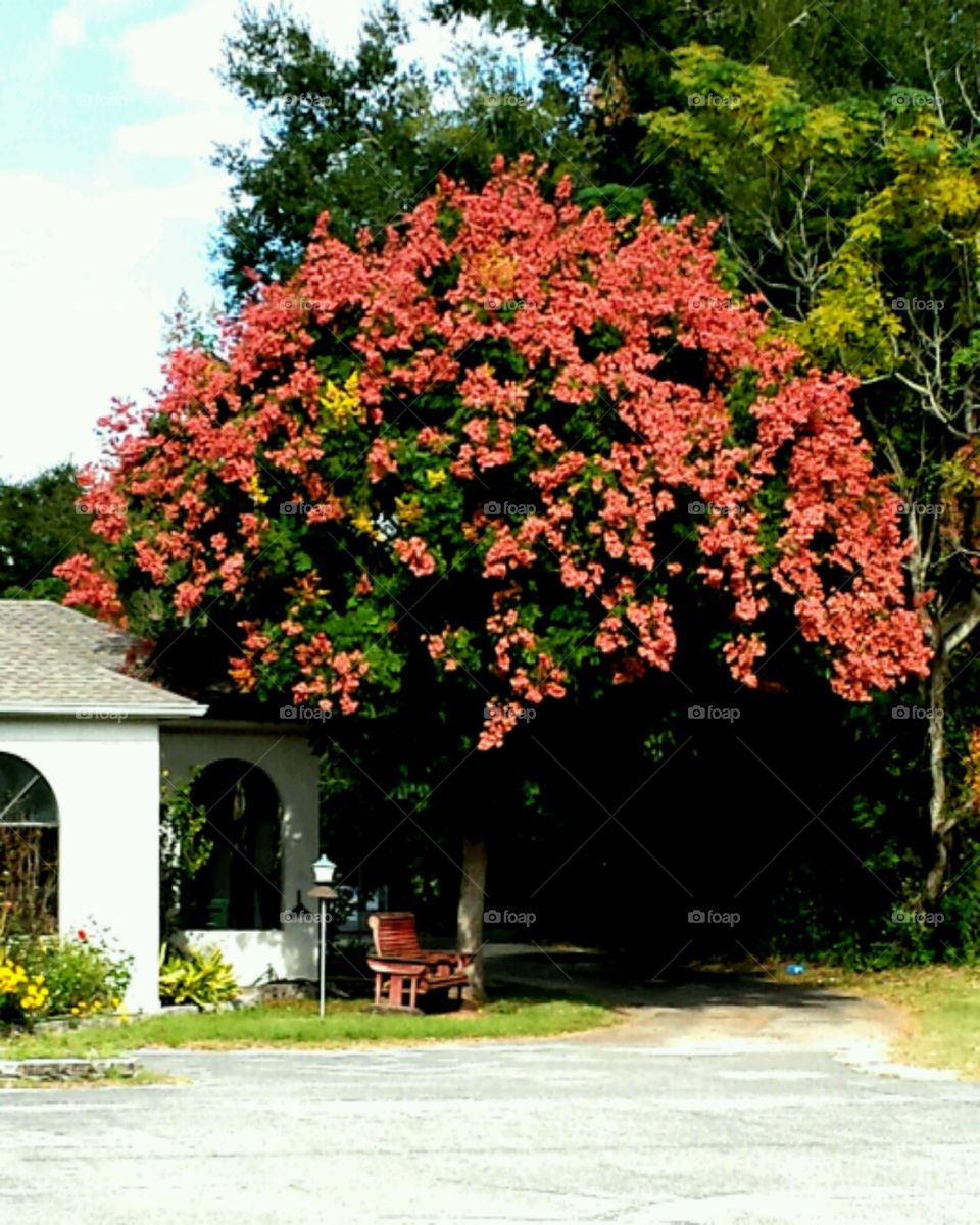 fall colors. favorite fall tree