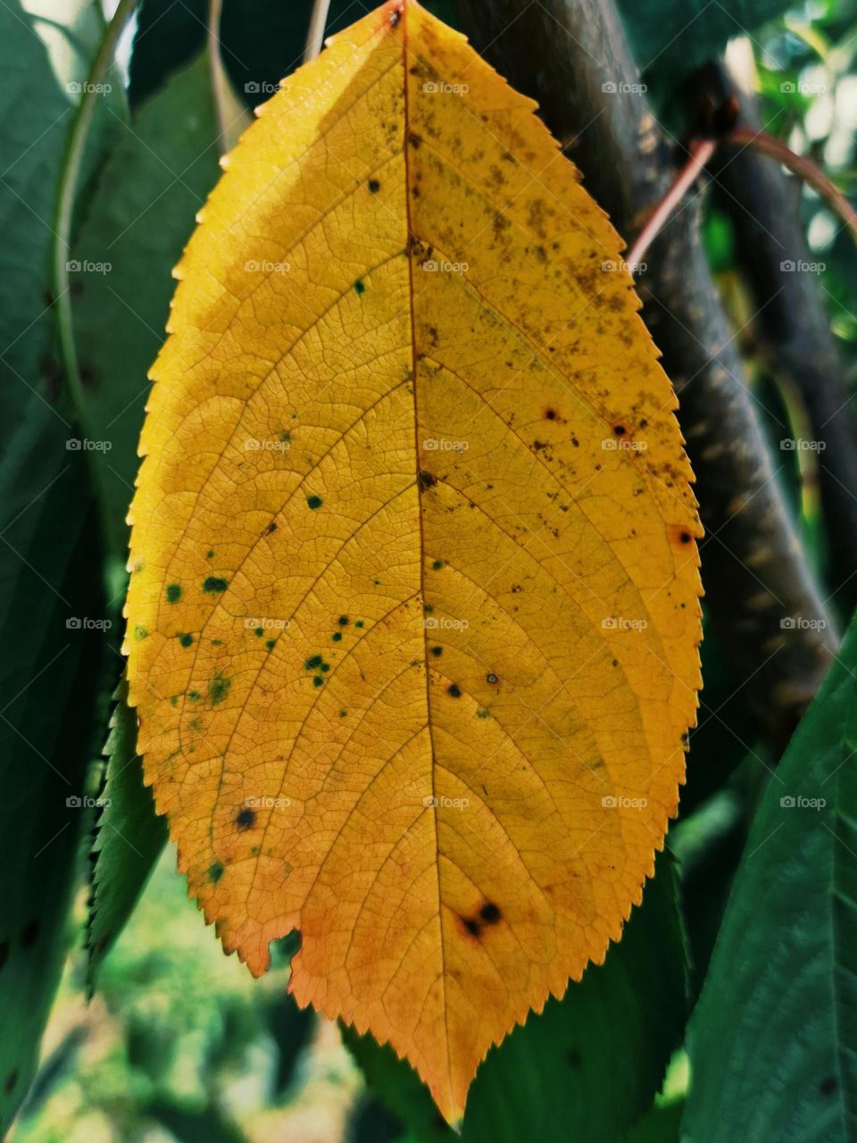 autumn leaf