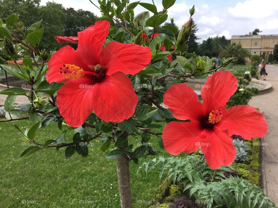 Two hibiscus blossoms