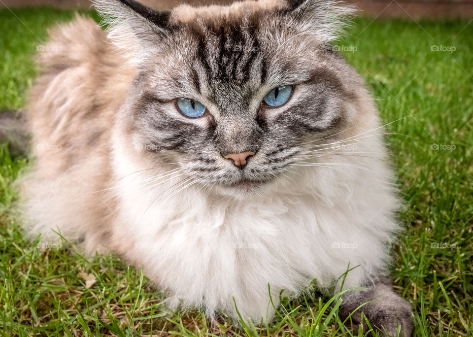 Ragdoll Cat Outdoor Portrait