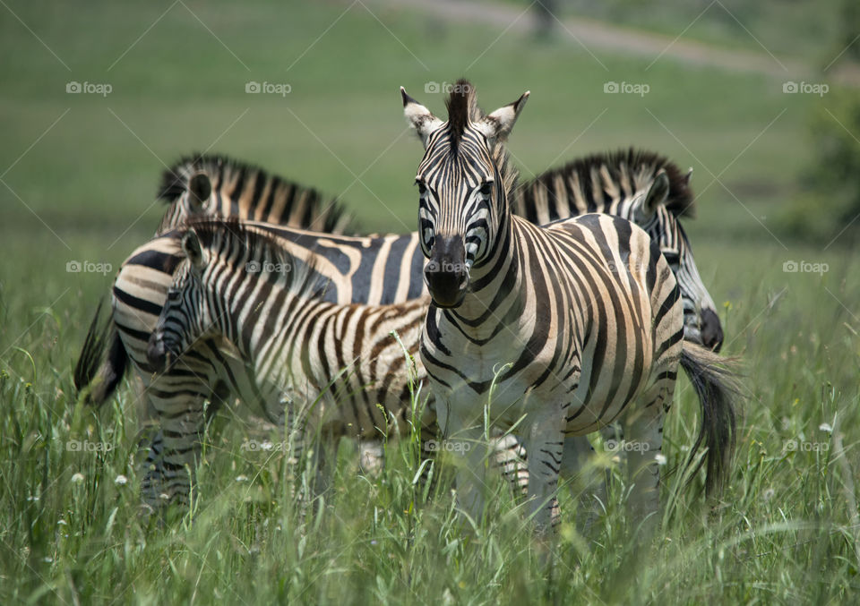 Zebra family in a green grass field
