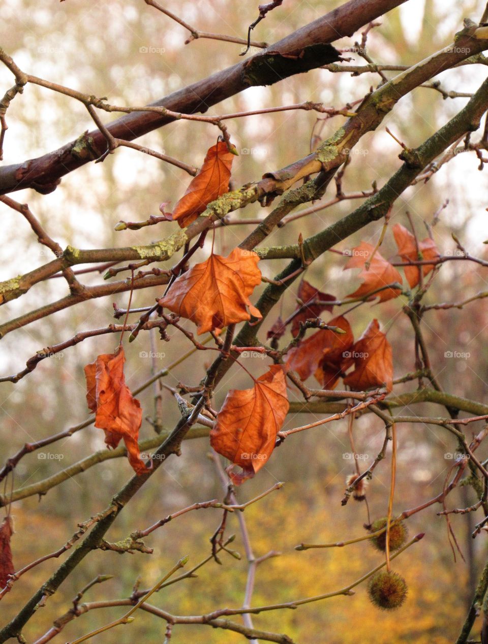 Tree, Fall, Leaf, Nature, Branch