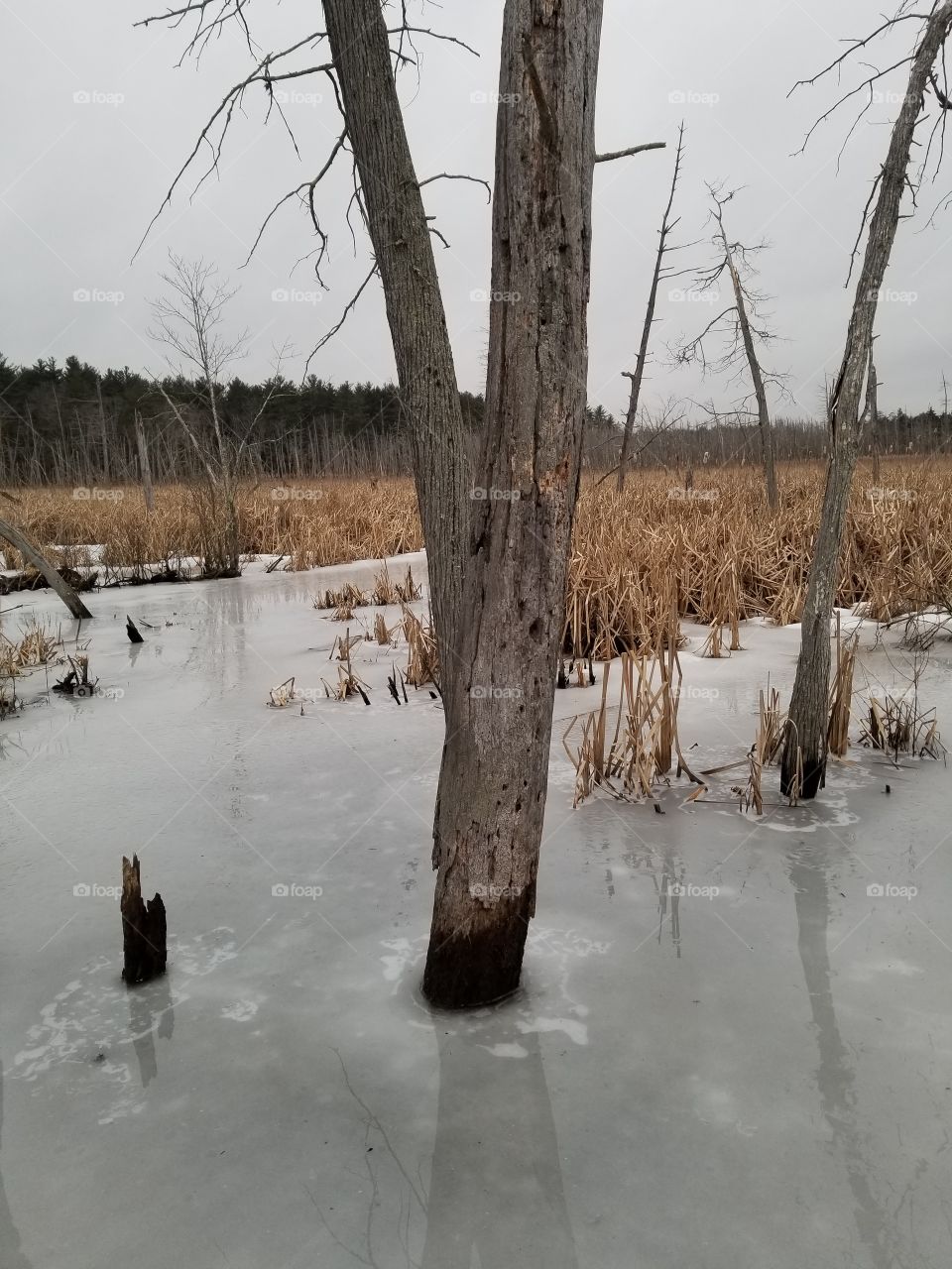 ice swamp #1