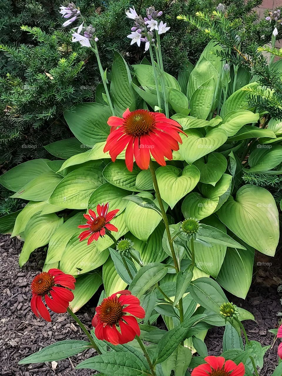 red coneflower and hosta