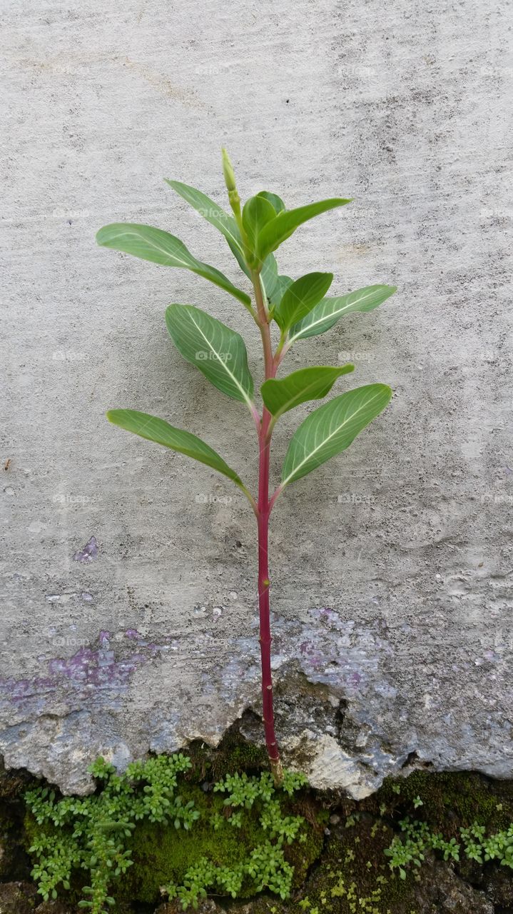 plants that grow on the wall