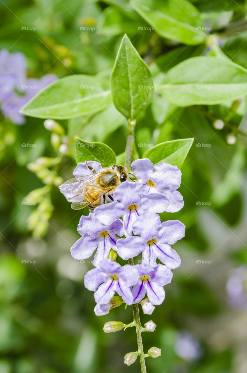 Duranta Electa Flowers