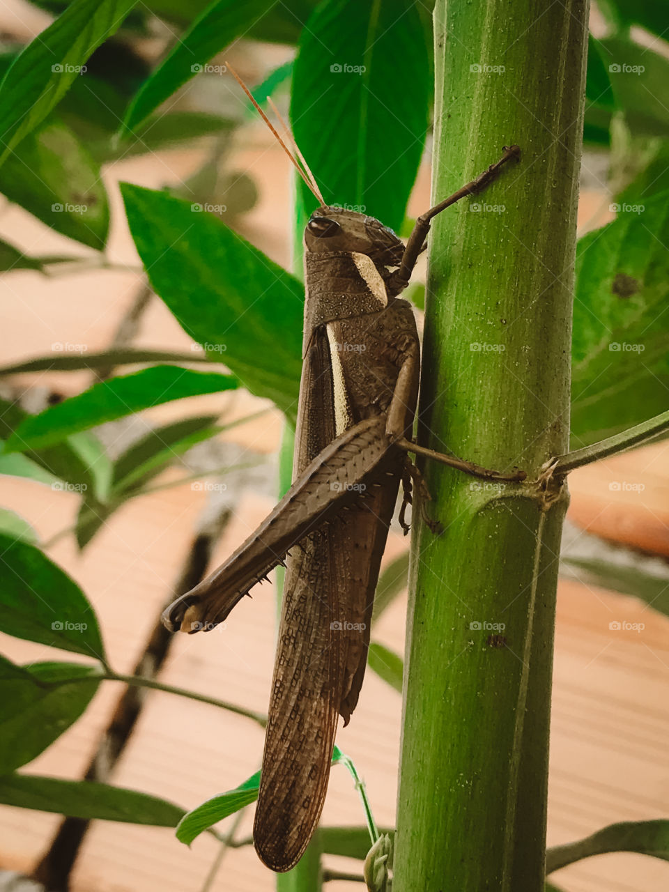 Garfanhoto!🦗