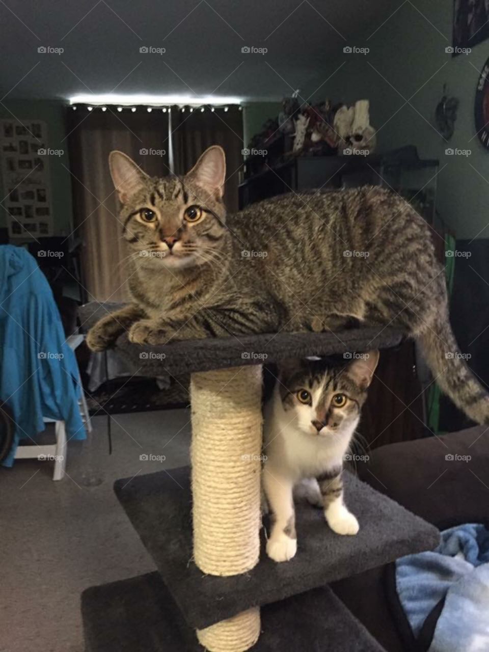 Cats on cat jungle, indoors