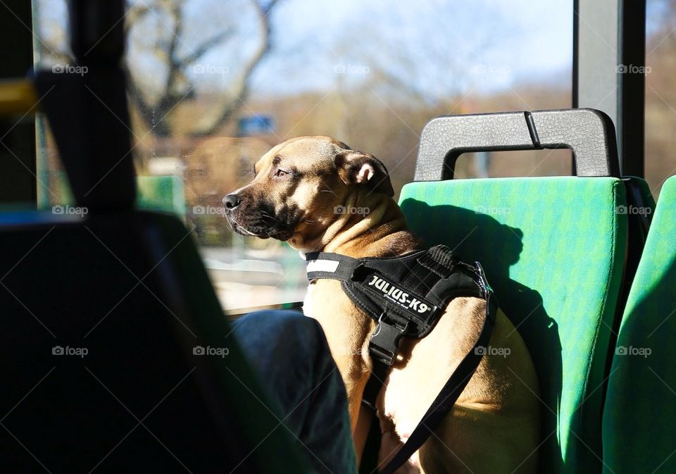 A dog taking a busride