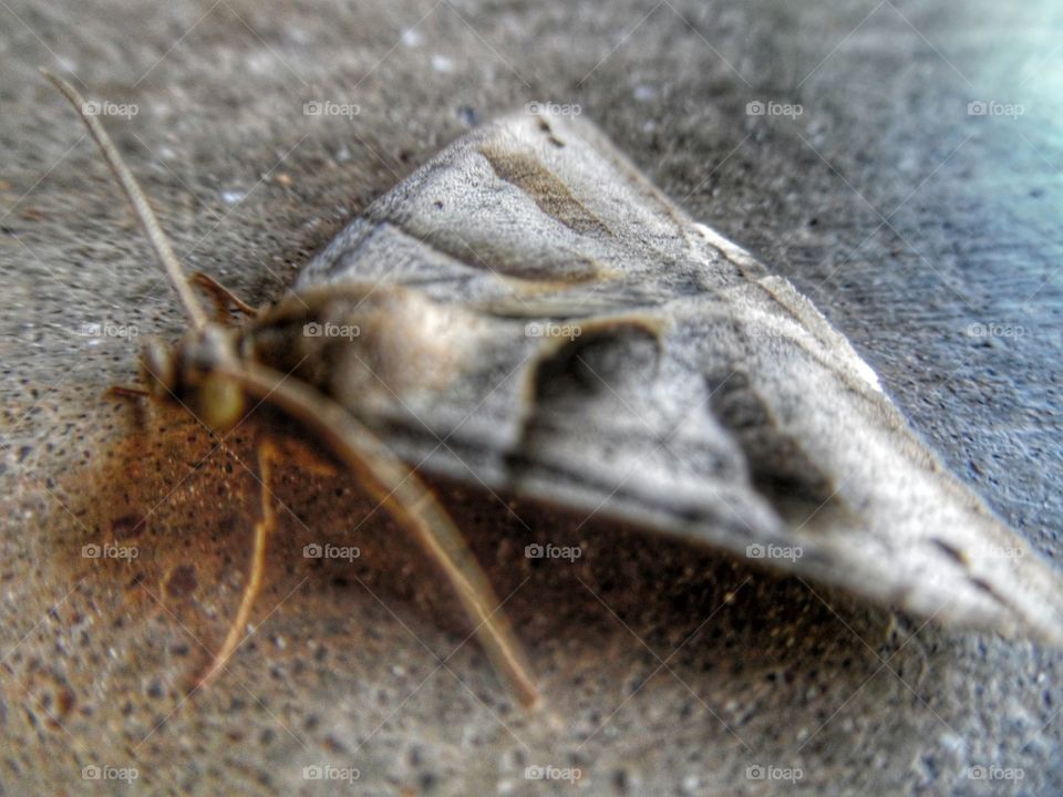 camouflage moth. This is a good close up of a moth that was sitting on the cement