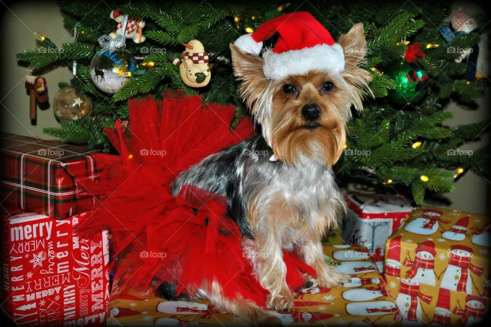 Christmas tutu