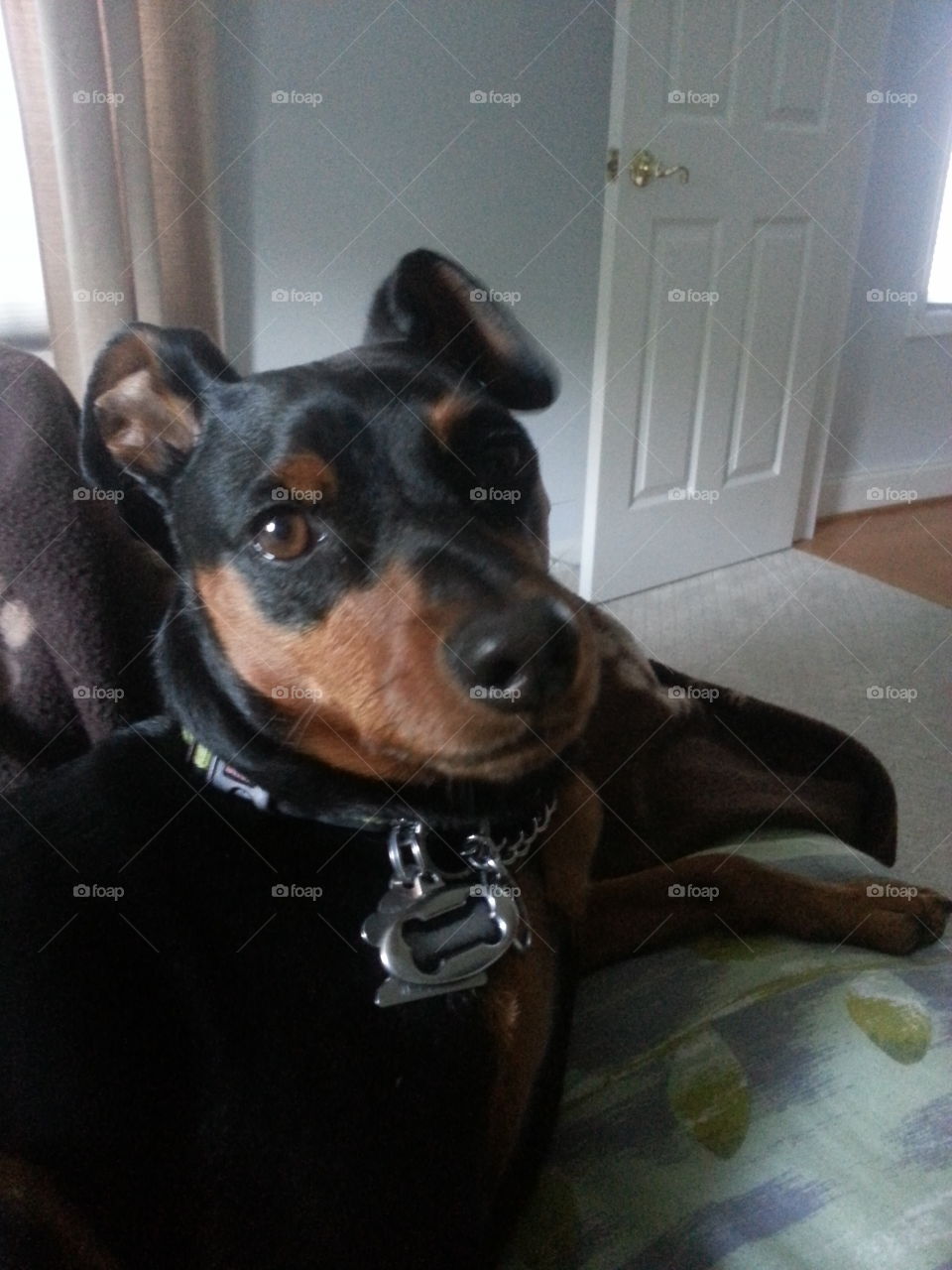 This is my bed. We were visiting our daughters house and Geno would not get off the bed