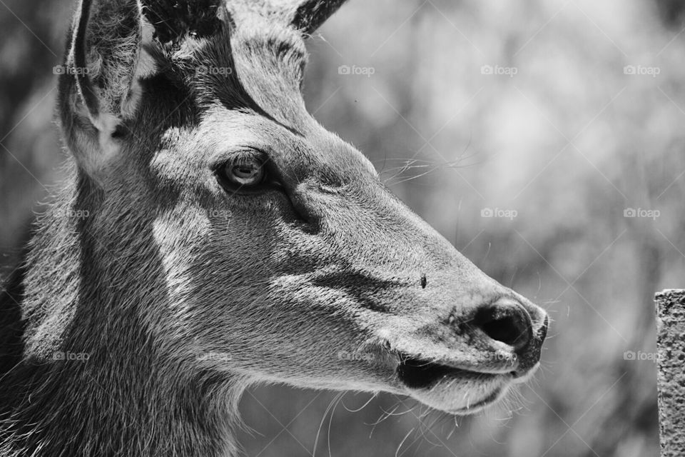 Close-up of a reindeer. Taken in a safari near Puebla, Mexico. Photographing wildlife and nature is one of my favorites things to do, nature’s true beauty never fails to amaze. 
