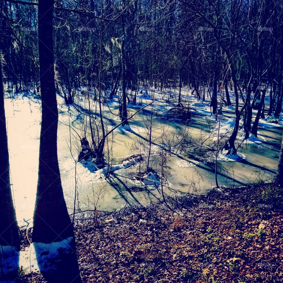 frozen swamp