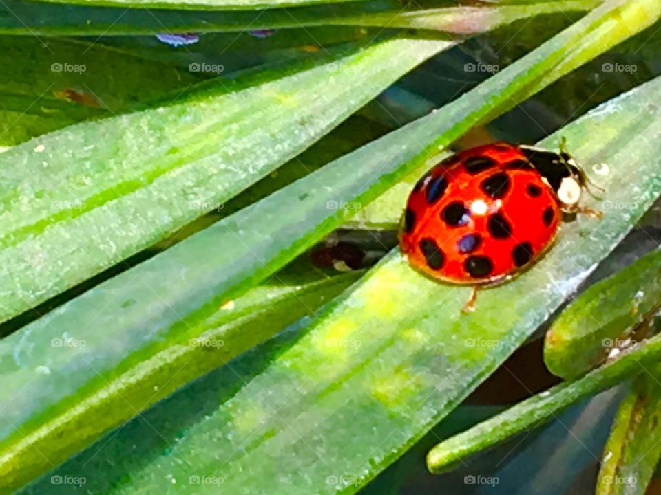 Ladybug 