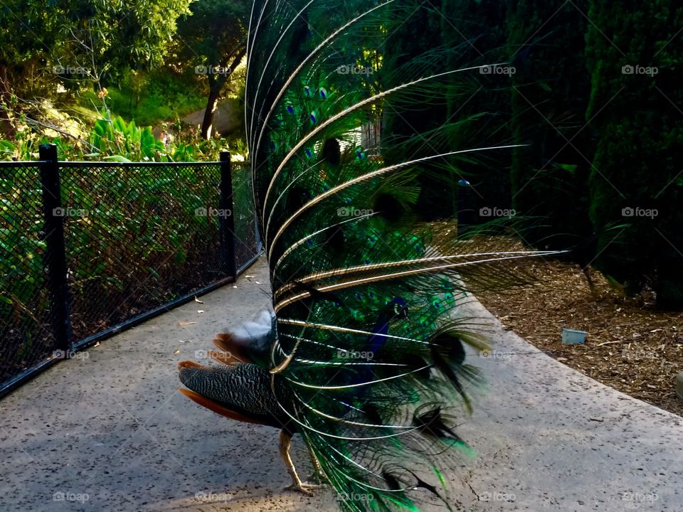 Peacock butt