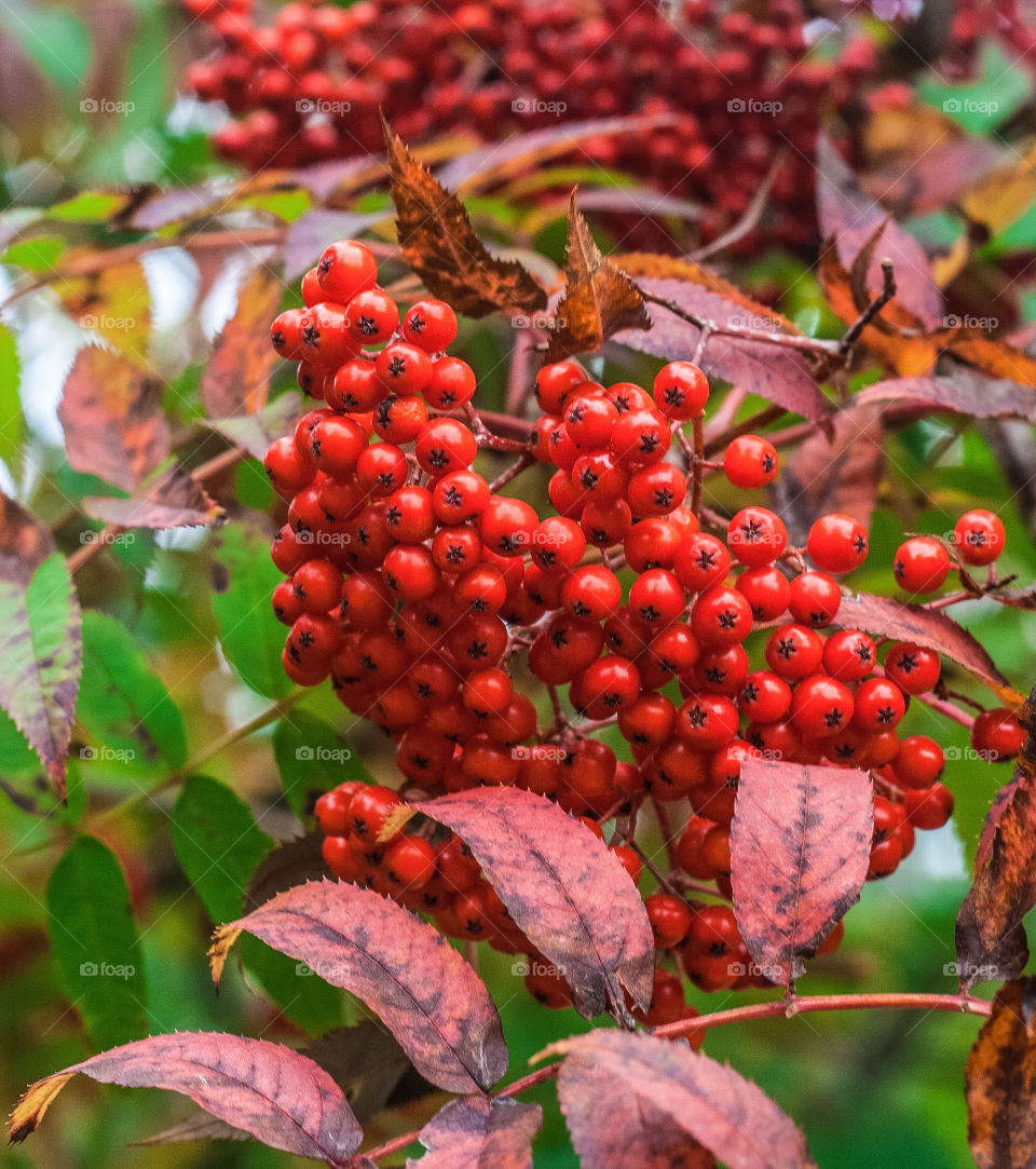 Bright red Mountain-Ash berries 