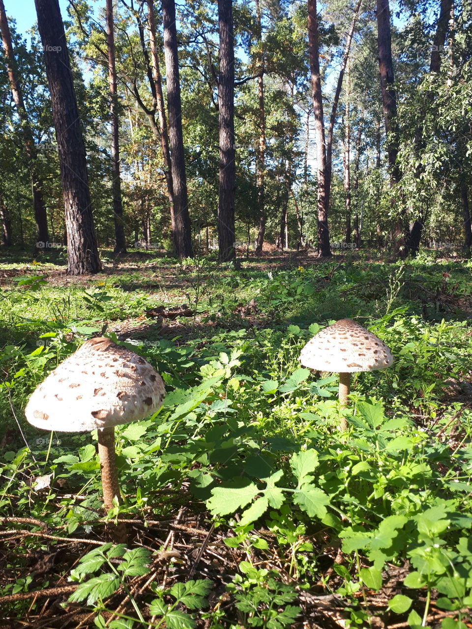 Big mushrooms in the forest