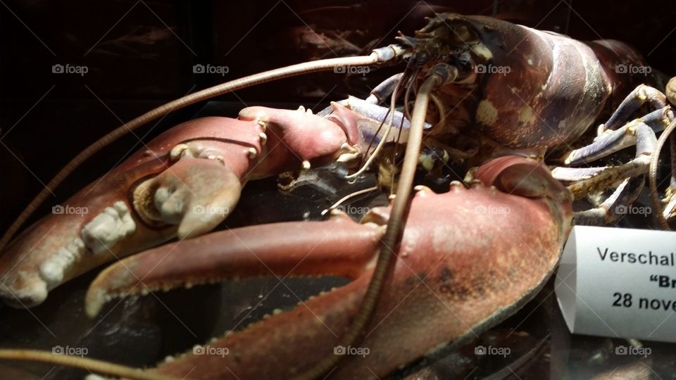 lobster. lobster that is not a live anymore