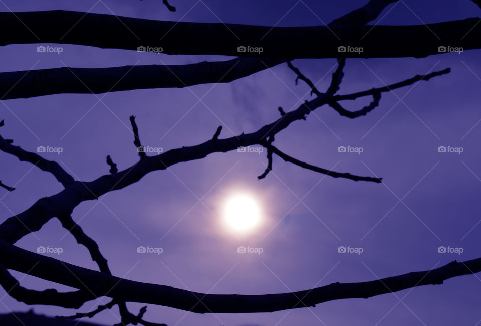 Violet sunset with dark dry tree branches.