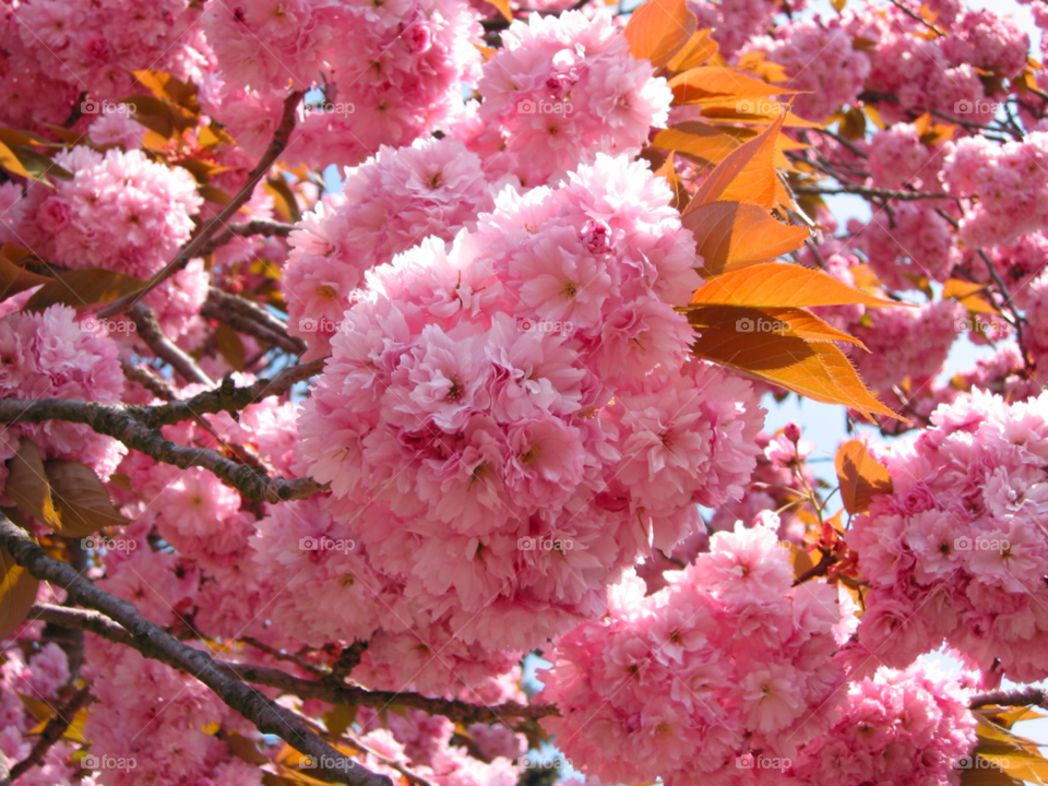 spring flowers garden pink by mparratt