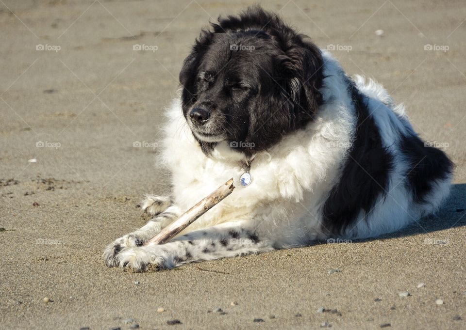 Dog enjoying the beach with a good stick