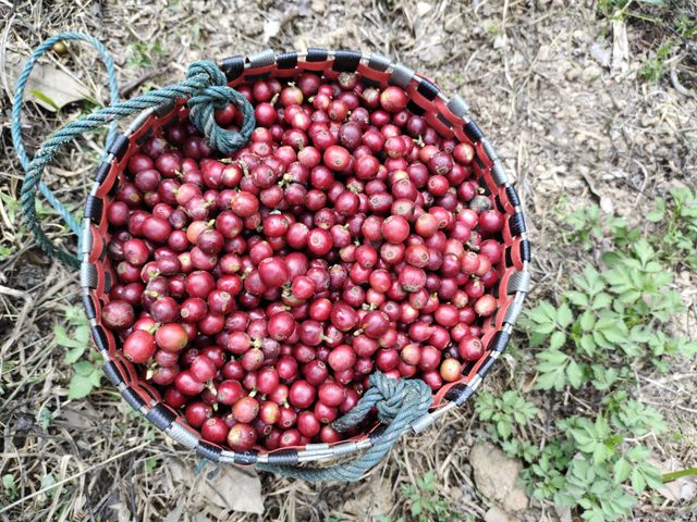 Coffee cherries