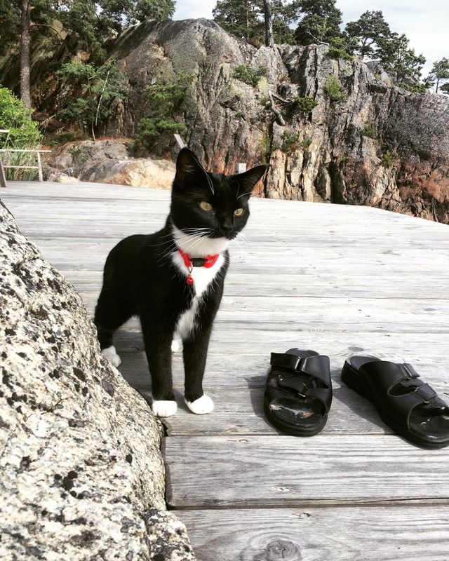 Cat with slippers on jetty