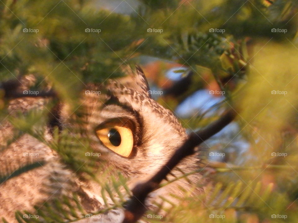 Sunlight shining on the eyes of an owl through the branches and leaves of a tree during the golden hour 