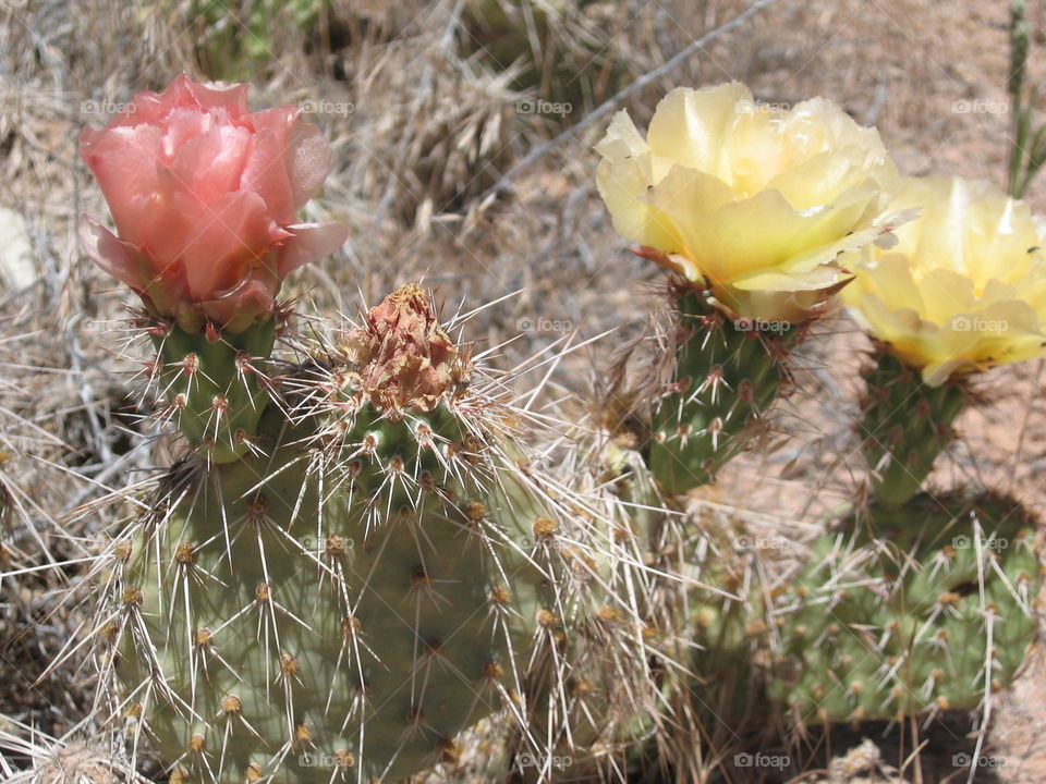 Cactus flower. Moab, UT
