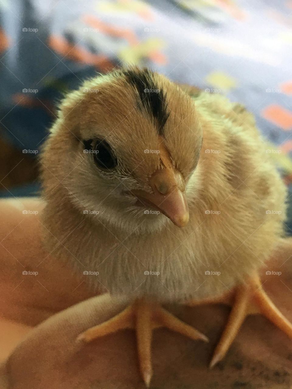 Cute chicken