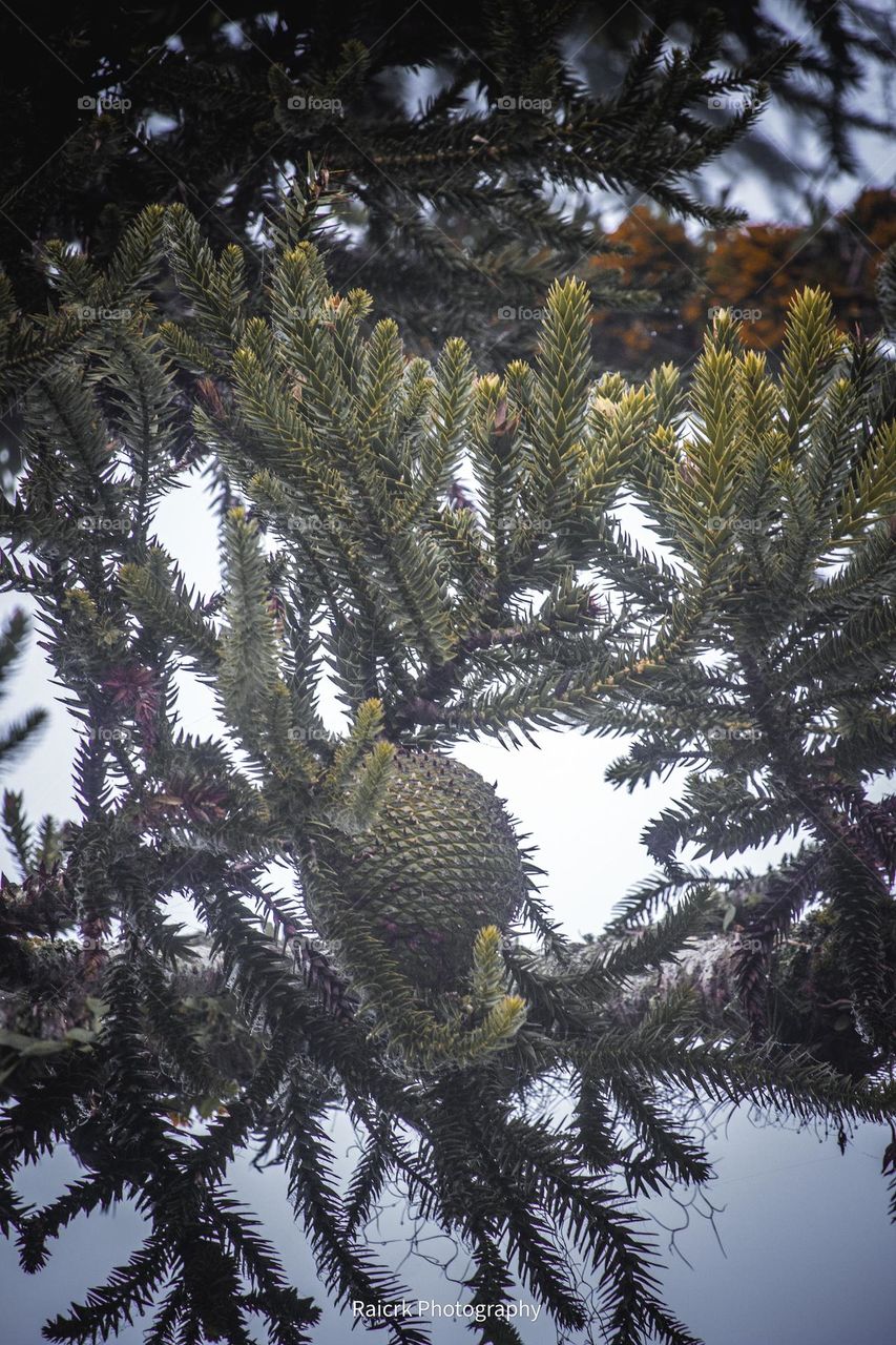 Uma pinha em um pinheirinho