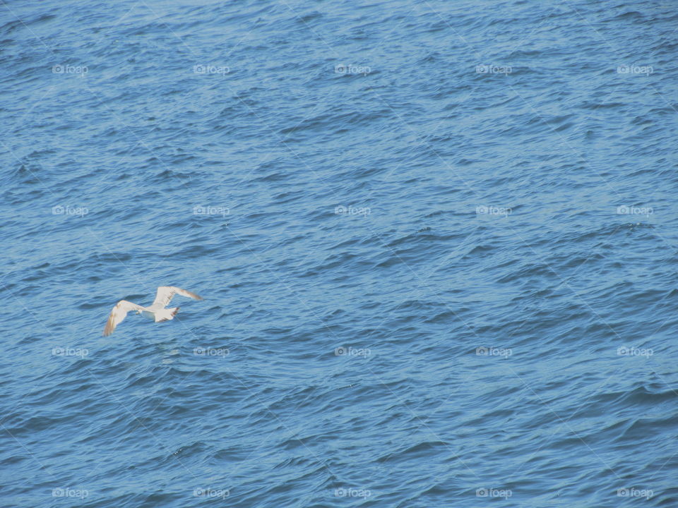 Seagull in the sea