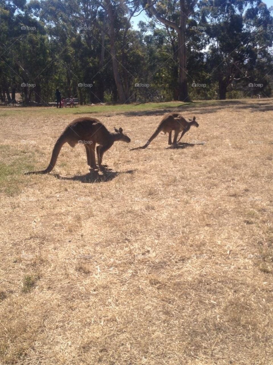 Kangaroos