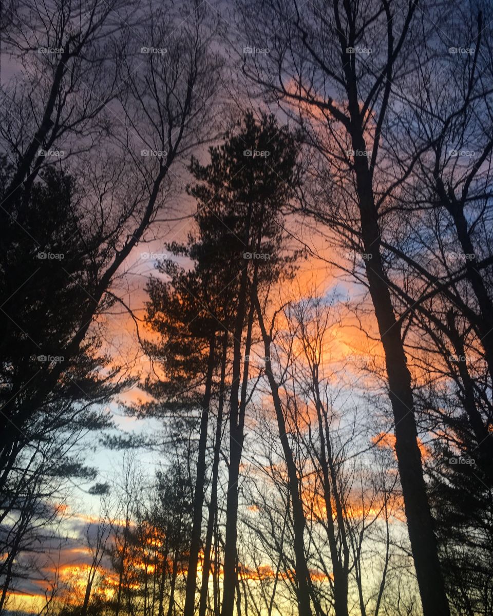 Trees at sun set