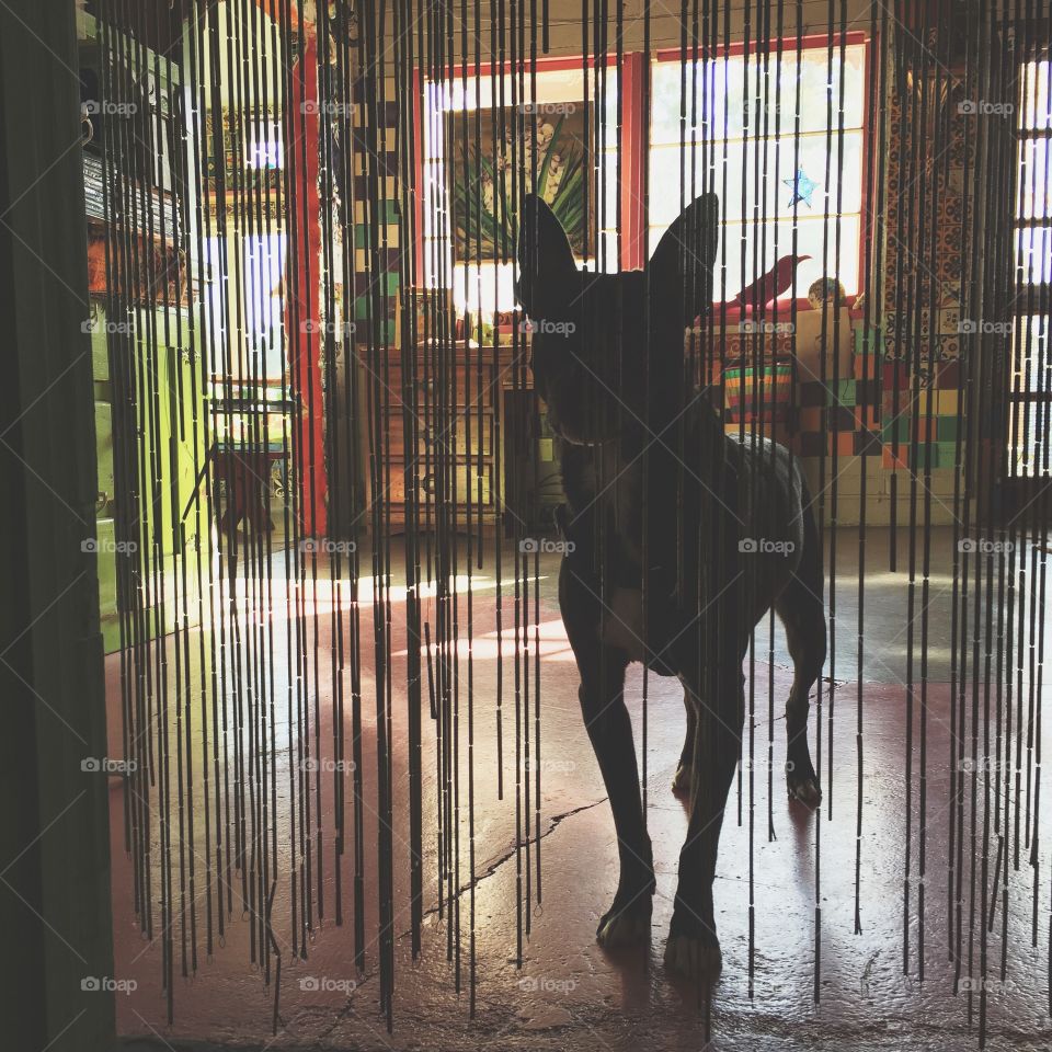 29 palms. This is Buddy in 29 palms