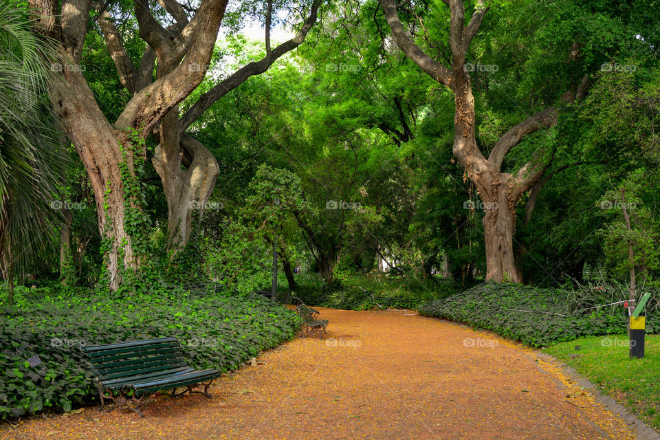 Sunny day at the park, outdoor garden nature calm and relaxing green trees empty bench orange path