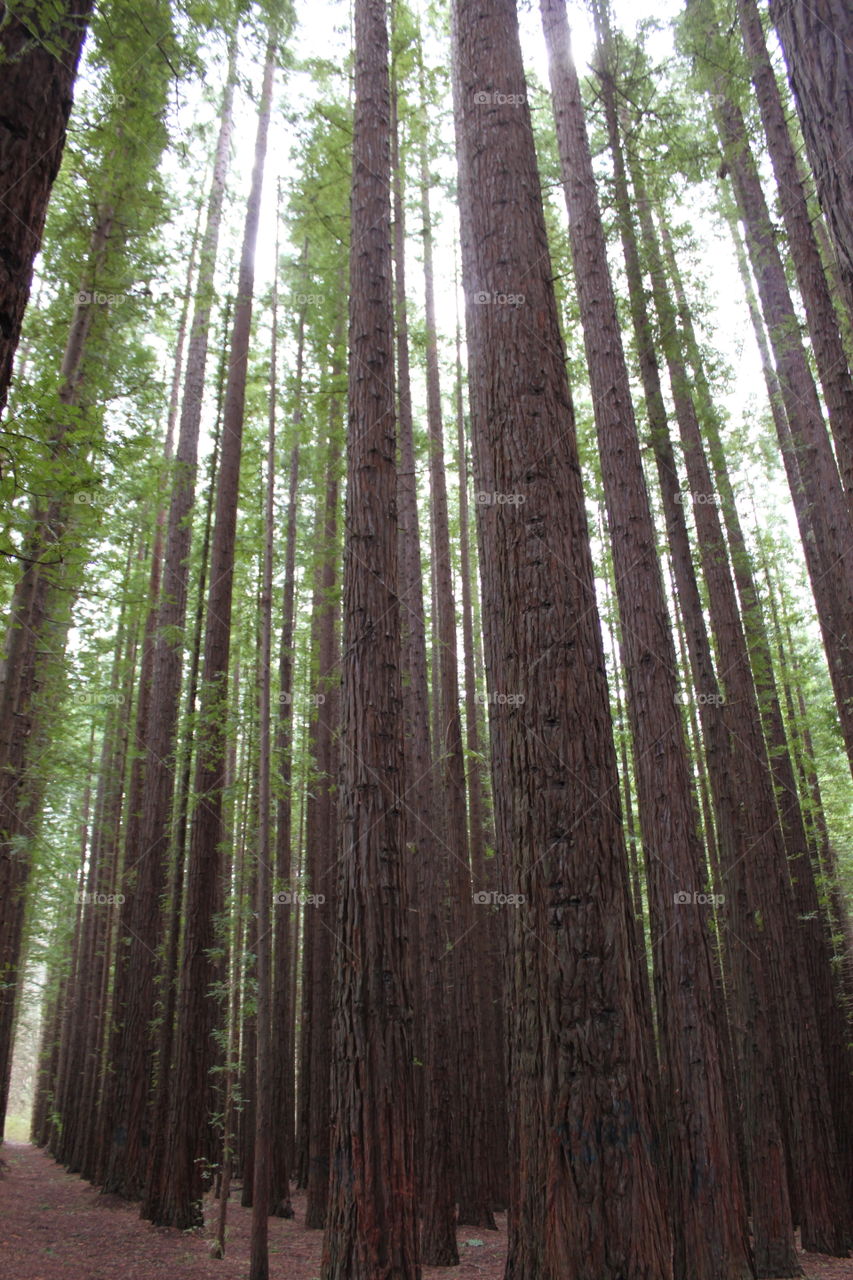 Redwood forest Warburton 

