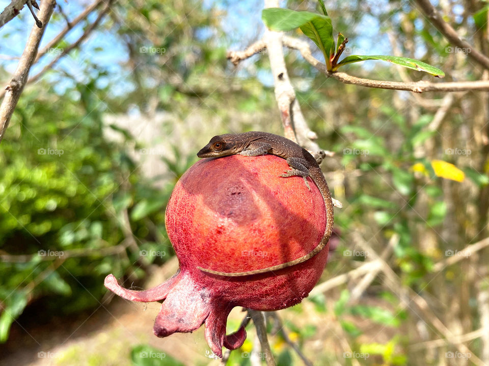 Brown anole lizard curled around pomegranate on cool fall day