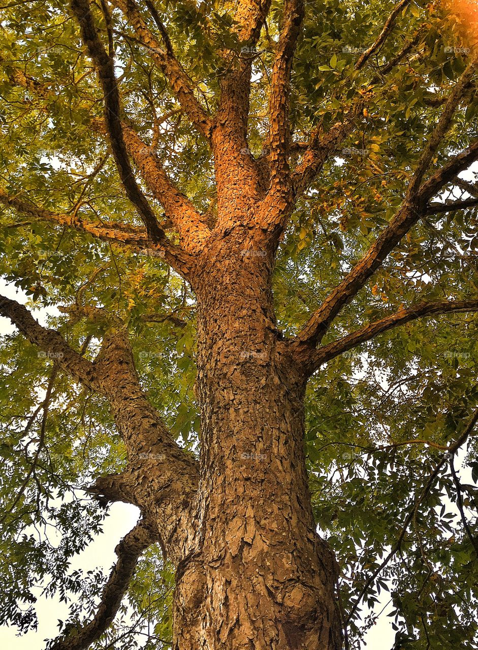 Upward bound. Tall short needle pine at the edge of the bayou