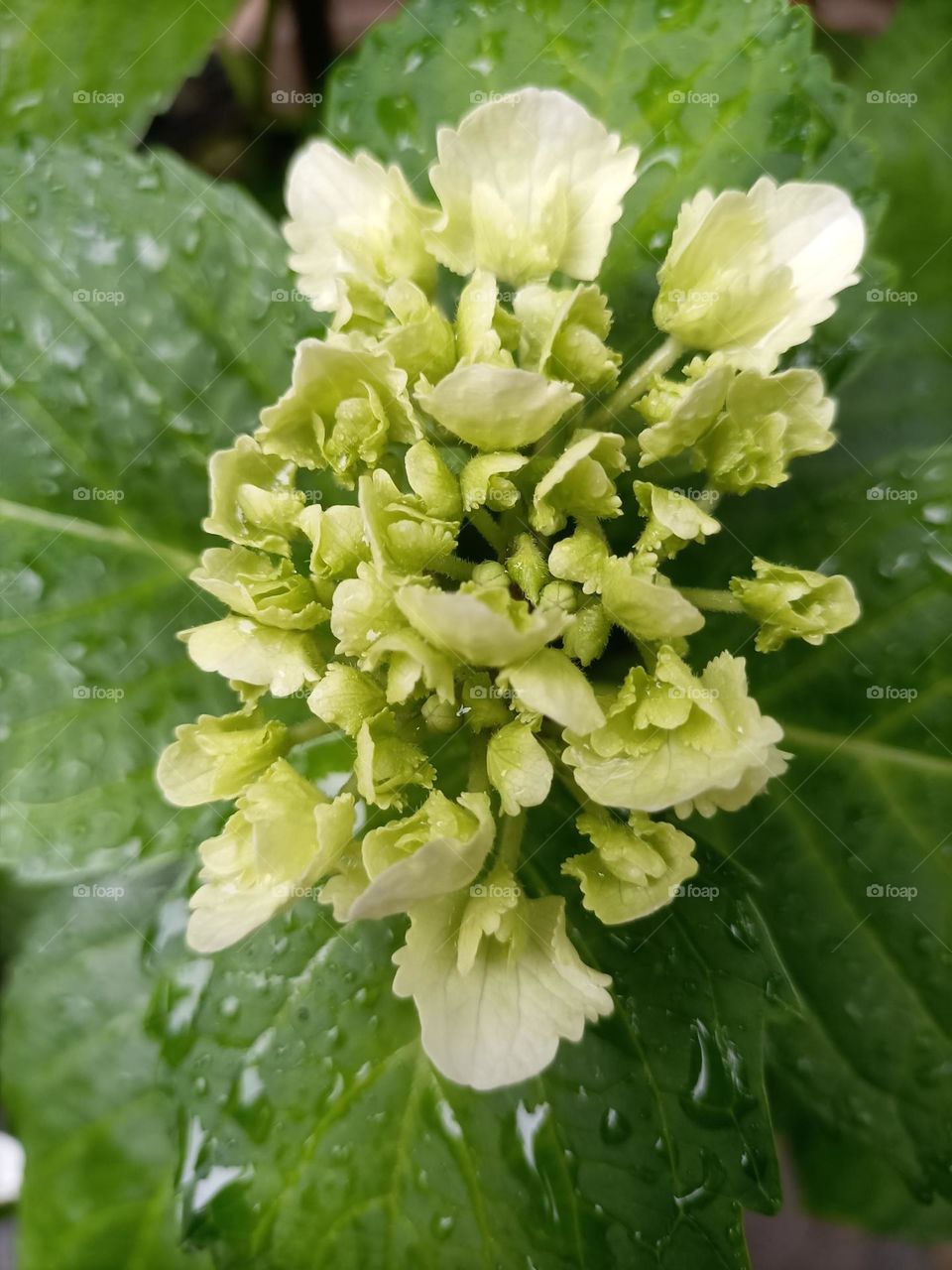 The rain is wonderful