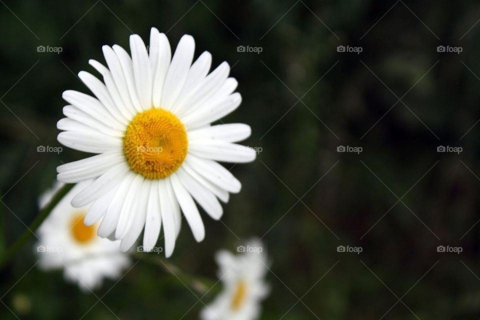 Swedish flower