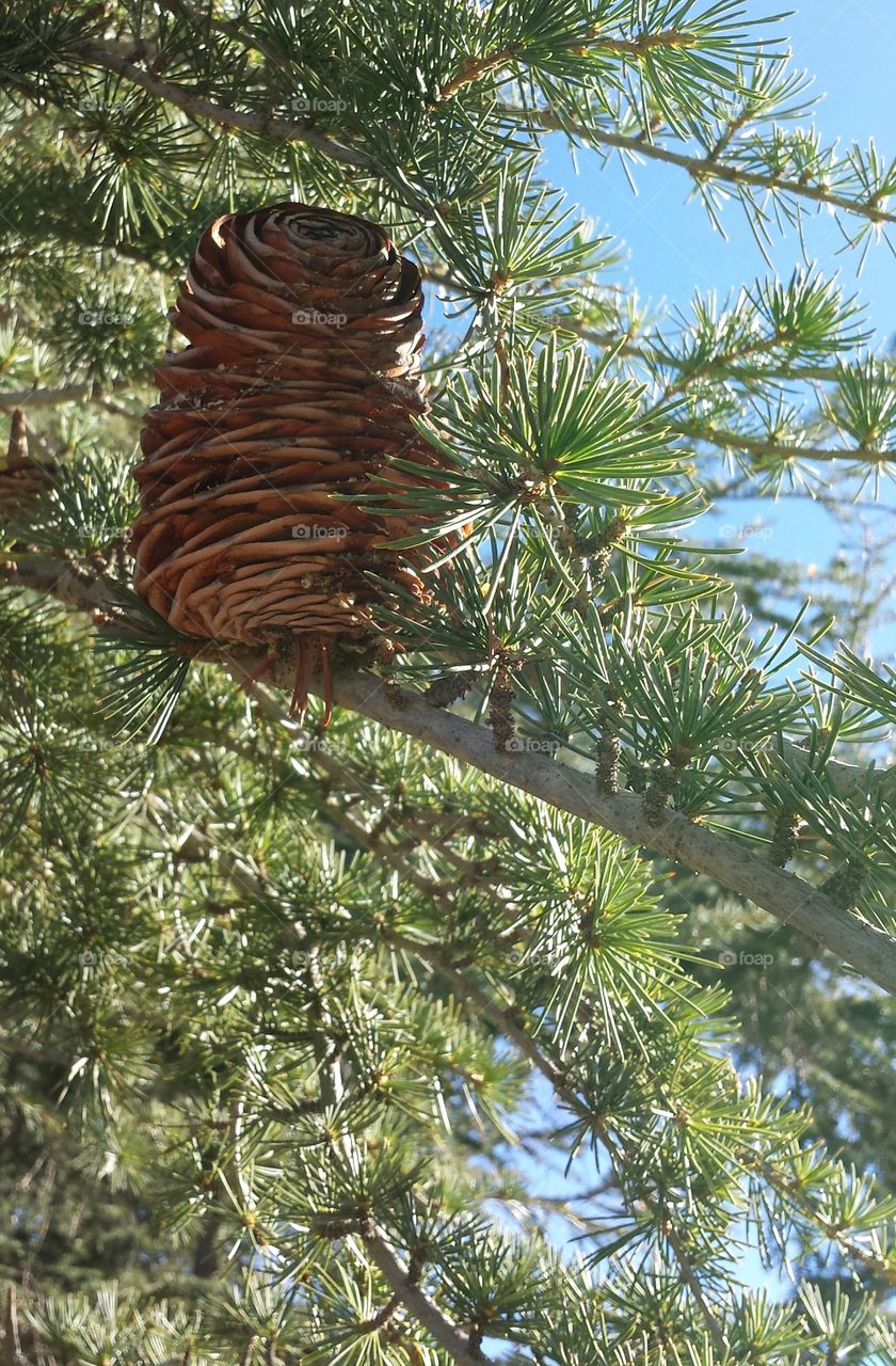 pine